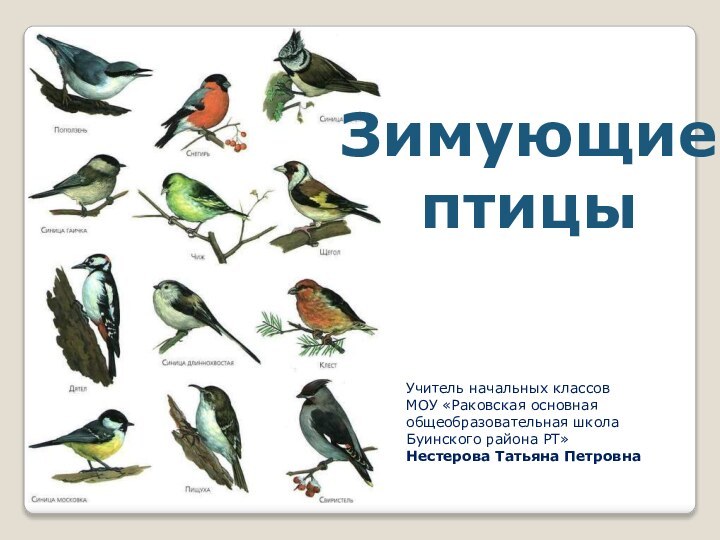 Зимующие птицыУчитель начальных классов МОУ «Раковская основная общеобразовательная школа Буинского района РТ»Нестерова Татьяна Петровна