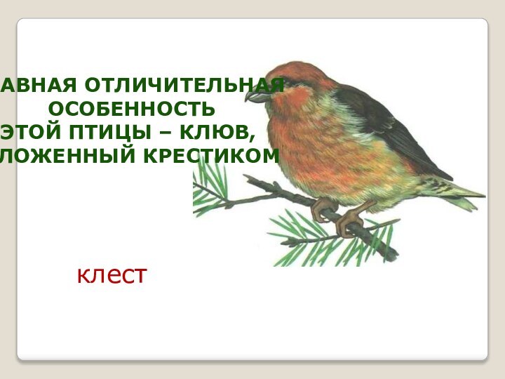 Главная отличительная особенностьЭтой птицы – клюв, Сложенный крестикомклест