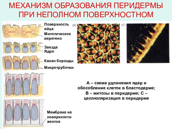 (А)Поверхность яйцаМитотическое веретеноБорозда дробленияЗвездаЯдроКанал бороздыМикротрубочкиМембрана на поверхности желткаА – схема удлинения ядер