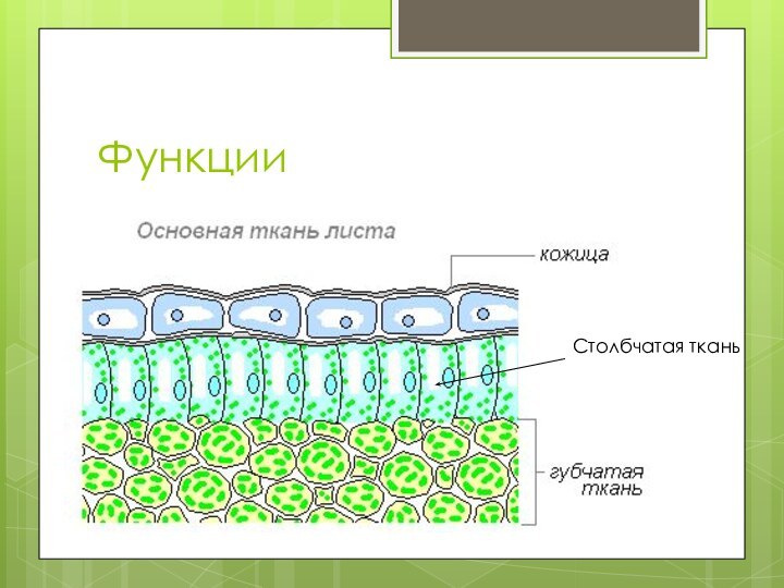 ФункцииСтолбчатая ткань