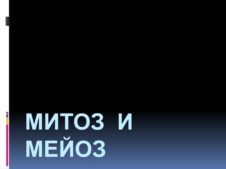 Митоз и мейоз