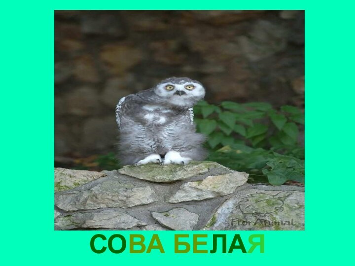 СОВА БЕЛАЯСова белая