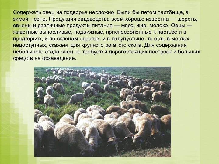 Содержать овец на подворье несложно. Были бы летом пастбища,