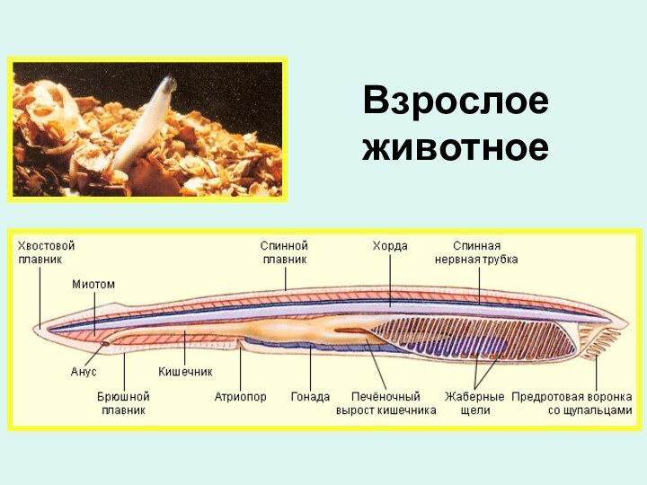 Взрослое животное