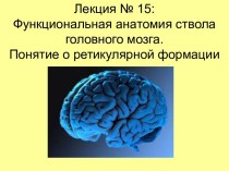 Функциональная анатомия ствола головного мозга