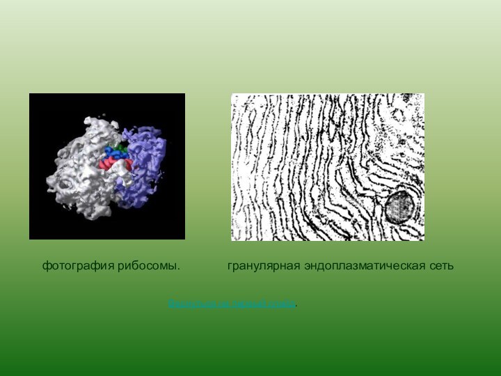 гранулярная эндоплазматическая сетьфотография рибосомы.Вернуться на первый слайд.