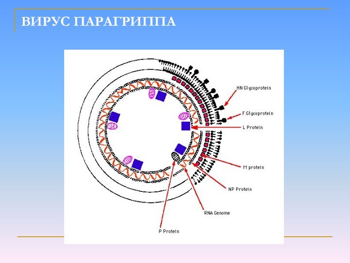 Парамиксовирусы