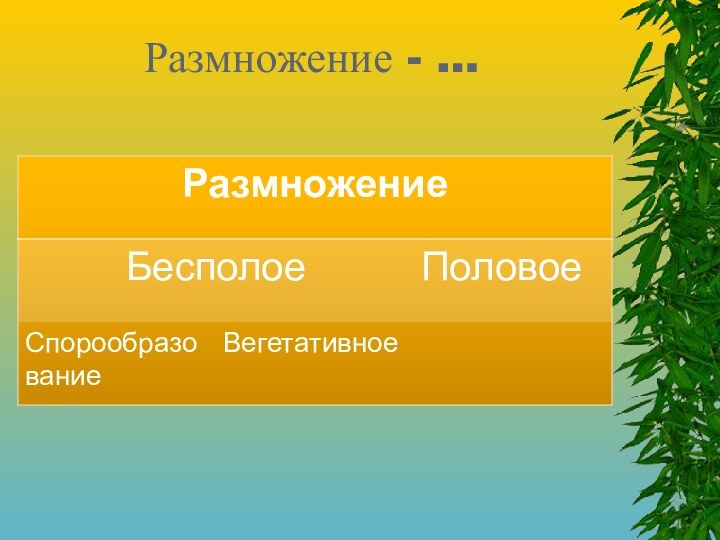 Размножение - …