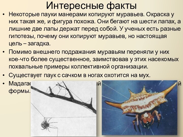 Интересные факты Некоторые пауки манерами копируют муравьев. Окраска у них такая же,