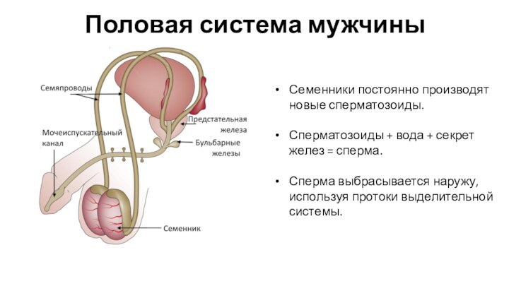 Половая система мужчиныСеменники постоянно производят новые сперматозоиды.Сперматозоиды + вода + секрет желез