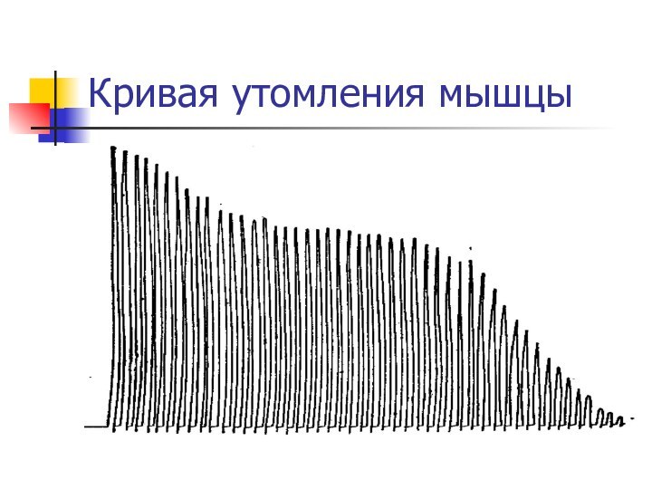 Кривая утомления мышцы