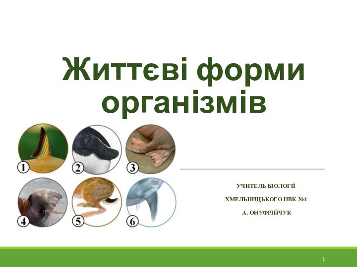 Життєві форми організмівУчитель біології Хмельницького НВК №4 А. Онуфрійчук