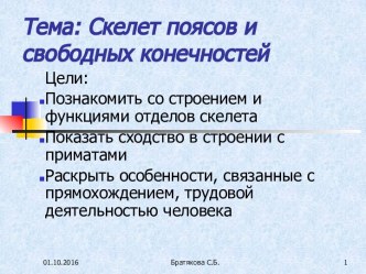 Скелет поясов и свободных конечностей