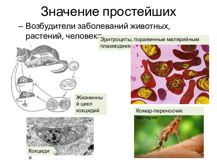 Значение простейшихВозбудители заболеваний животных, растений, человекаЭритроциты, пораженные малярийным плазмодиемКомар-переносчик малярииКокцидияЖизненный цикл кокцидий