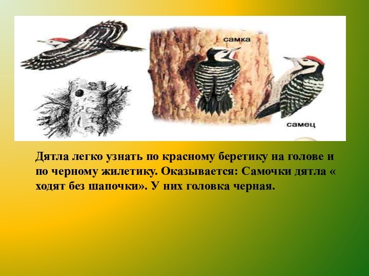 Дятла легко узнать по красному беретику на голове и по черному жилетику.