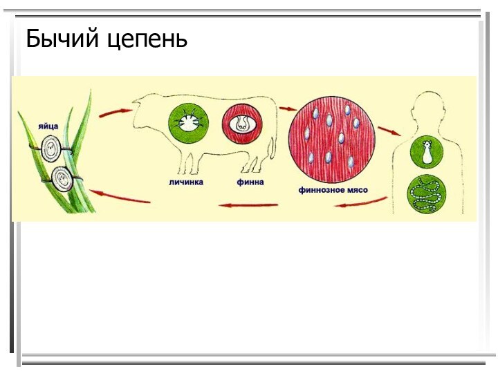 Бычий цепень