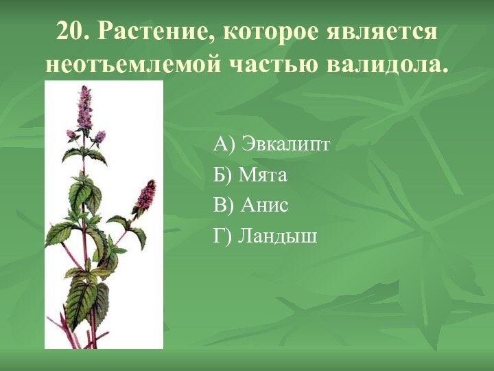 20. Растение, которое является неотъемлемой частью валидола.А) ЭвкалиптБ) МятаВ) АнисГ) Ландыш