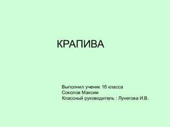 Крапива