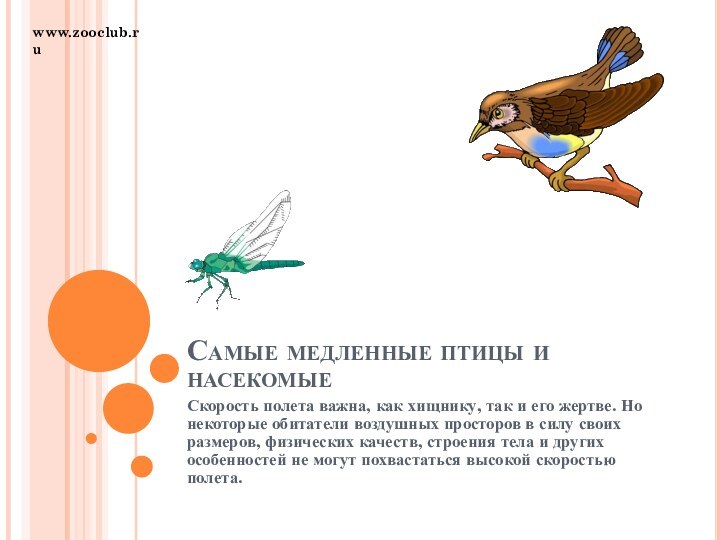 Самые медленные птицы и насекомыеСкорость полета важна, как хищнику, так и его