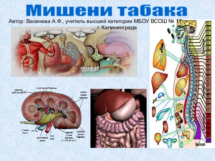 Мишени табакаАвтор: Васенева А.Ф., учитель высшей категории МБОУ ВСОШ № 17г. Калининграда