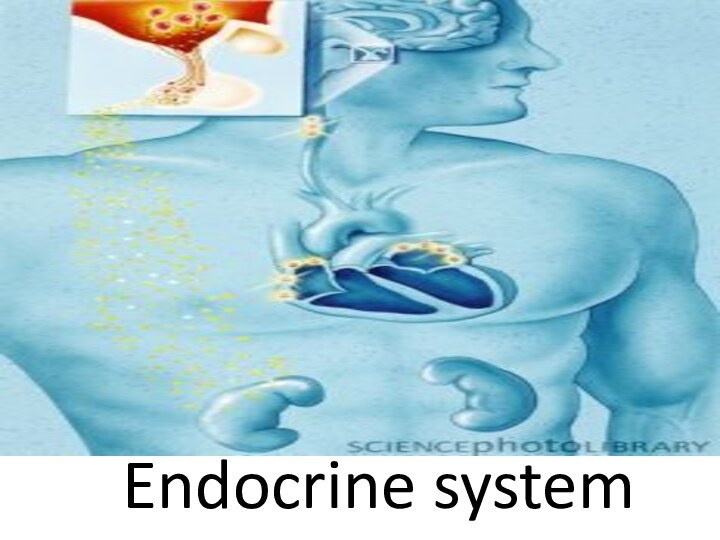 Endocrine system