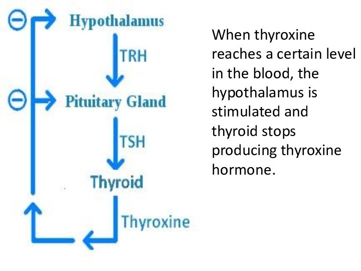 When thyroxine reaches a certain level in the blood, the hypothalamus is