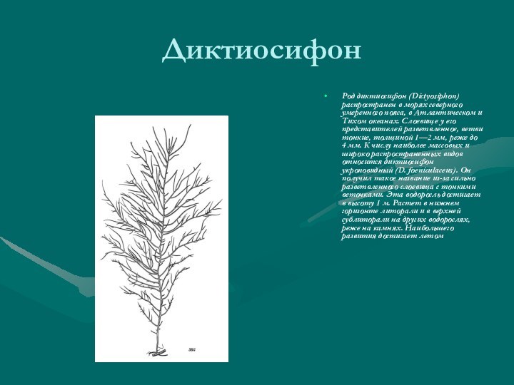 ДиктиосифонРод диктиосифон (Dictyosiphon) распространен в морях северного умеренного пояса, в Атлантическом и