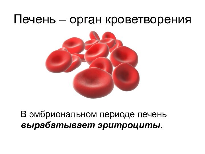 Печень – орган кроветворения  В эмбриональном периоде печень вырабатывает эритроциты.