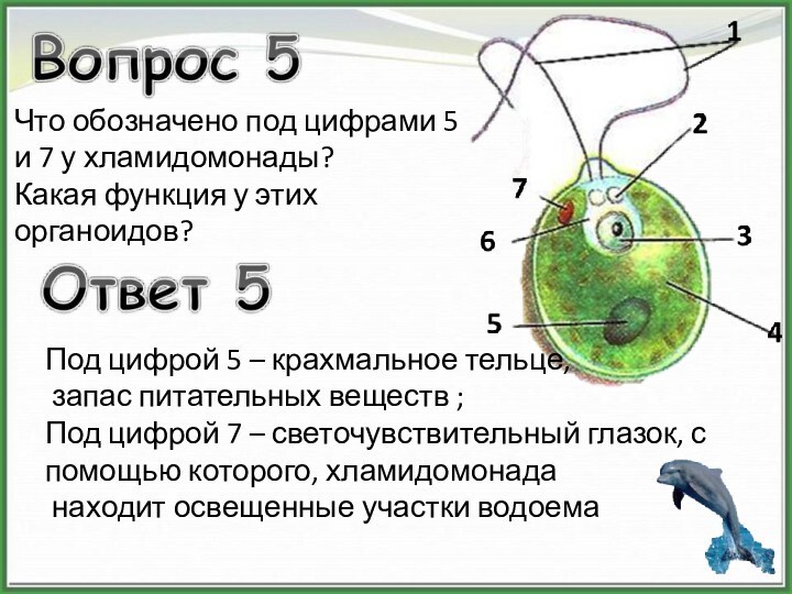 Таблица хламидомонада. - Хлорелла - хламидомонада - ламинария. Крахмальное тельце хламидомонады. Светочувствительный глазок у хламидомонады. Строение клетки хламидомонады.