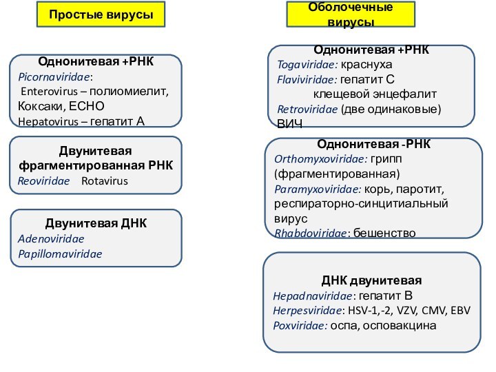 Однонитевая +РНКPicornaviridae: Enterovirus – полиомиелит, Коксаки, ЕСНОHepatovirus – гепатит АПростые вирусыОболочечные вирусыДвунитевая