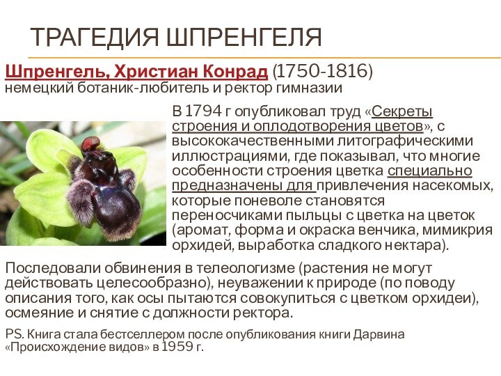 Трагедия ШпренгеляШпренгель, Христиан Конрад (1750-1816)  немецкий ботаник-любитель и ректор гимназииВ 1794 г