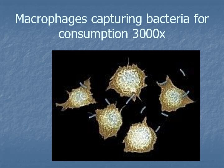 Macrophages capturing bacteria for consumption 3000x