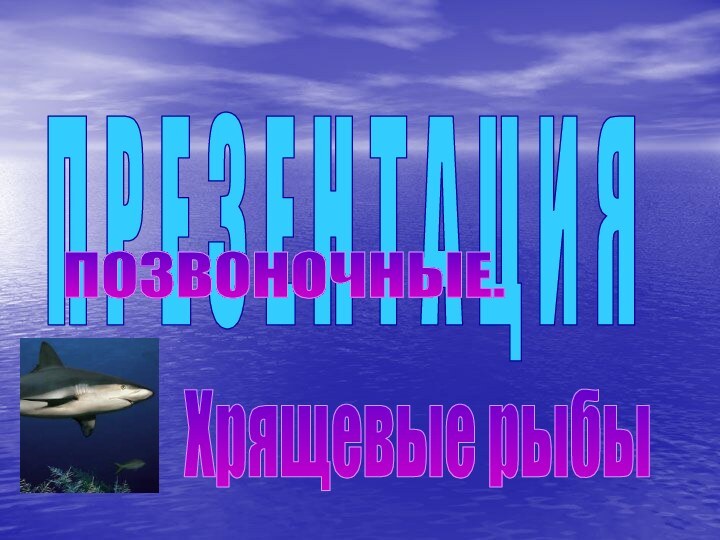 П Р Е З Е Н Т А Ц И Я ПОЗВОНОЧНЫЕ. Хрящевые рыбы