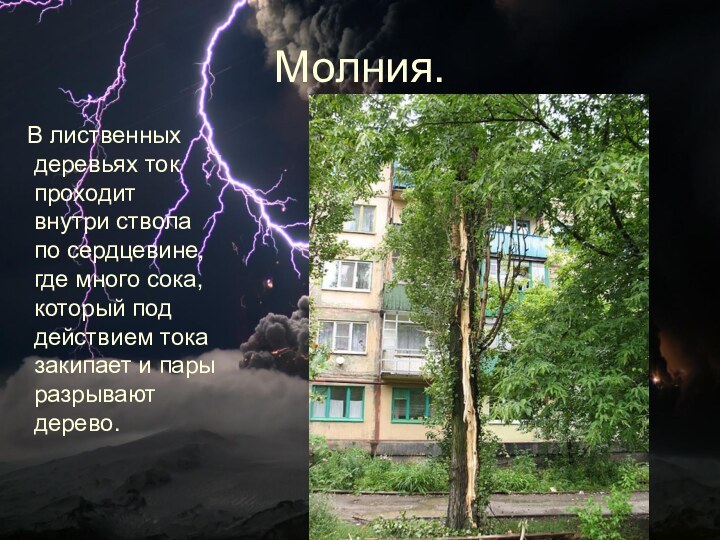 Молния.  В лиственных деревьях ток проходит внутри ствола по сердцевине, где