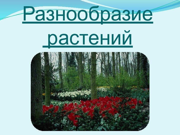 Разнообразие  растений