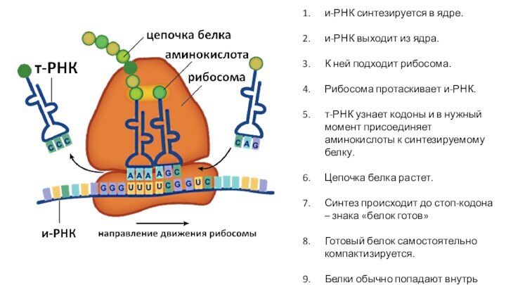 и-РНК синтезируется в ядре.и-РНК выходит из ядра.К ней подходит рибосома.Рибосома протаскивает и-РНК.т-РНК