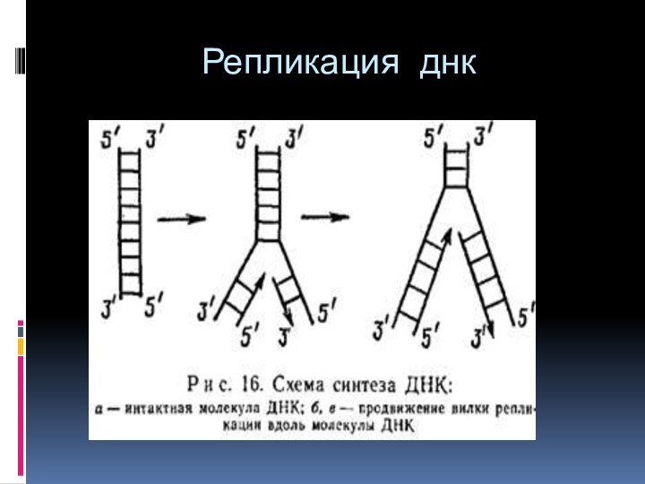 Репликация днк