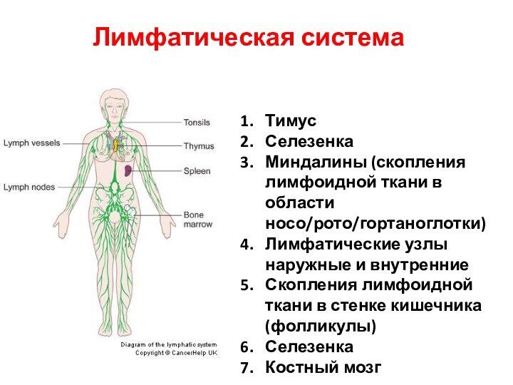 Лимфатическая системаТимусСелезенкаМиндалины (скопления лимфоидной ткани в области носо/рото/гортаноглотки)Лимфатические узлы наружные и внутренниеСкопления