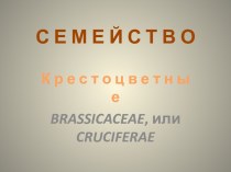 Семейство Крестоцветные