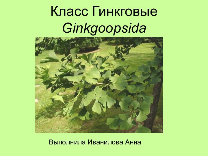 Класс Гинкговые Ginkgoopsida Выполнила Иванилова Анна