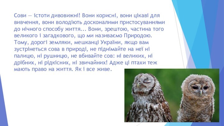 Сови — істоти дивовижні! Вони корисні, вони цікаві для вивчення, вони володіють досконалими пристосуваннями