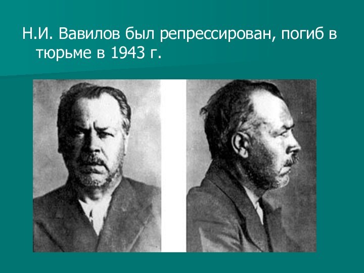 Н.И. Вавилов был репрессирован, погиб в тюрьме в 1943 г.