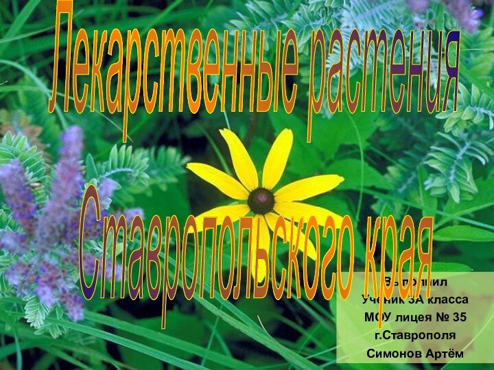 ВыполнилУченик 3А классаМОУ лицея № 35г.СтаврополяСимонов АртёмЛекарственные растенияСтавропольского края