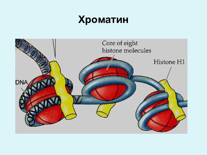 Хроматин
