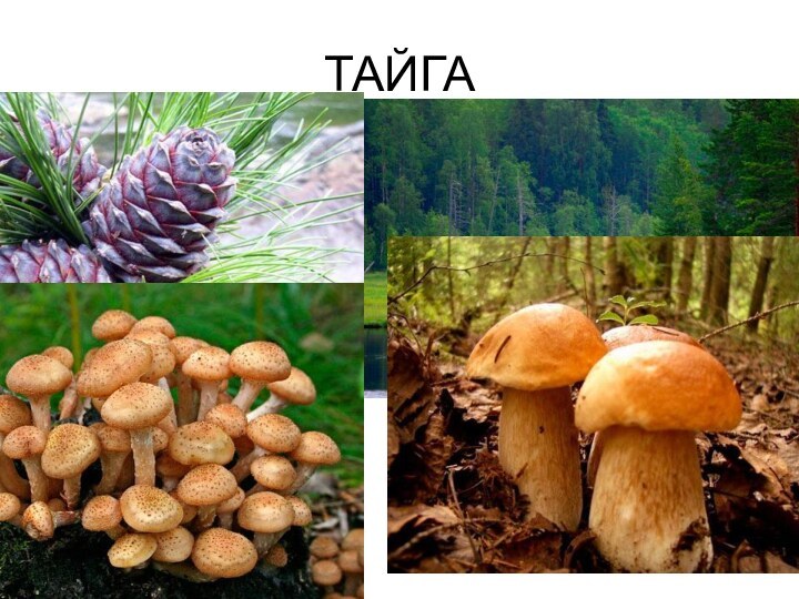 ТАЙГА