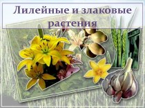 Лилейные и злаковые растения