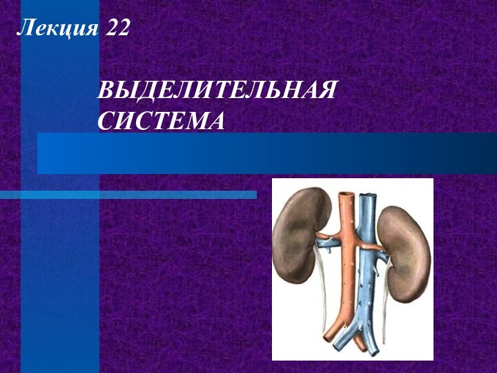 ВЫДЕЛИТЕЛЬНАЯ  СИСТЕМАЛекция 22