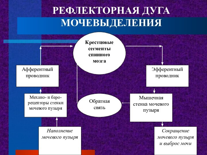 РЕФЛЕКТОРНАЯ ДУГА МОЧЕВЫДЕЛЕНИЯ