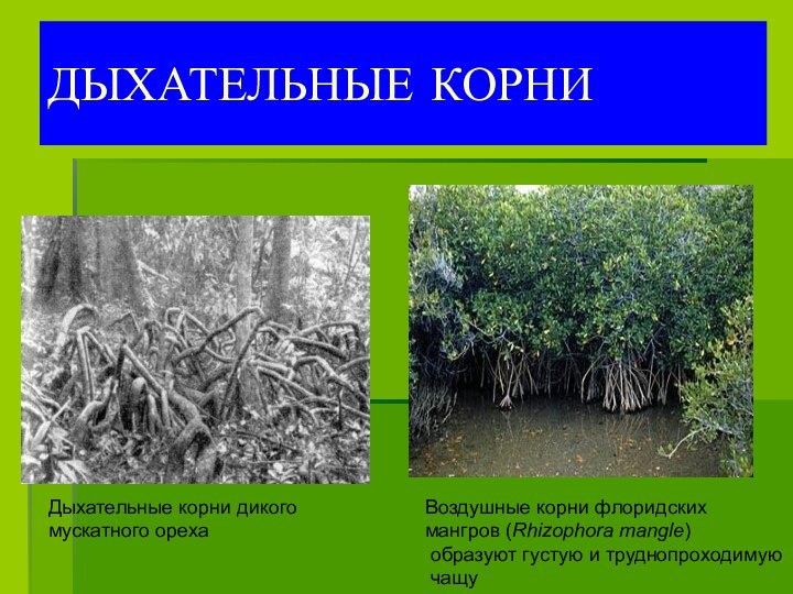 ДЫХАТЕЛЬНЫЕ КОРНИДыхательные корни дикого мускатного ореха Воздушные корни флоридских мангров (Rhizophora mangle)