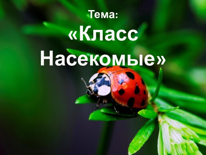 Тема:  «Класс Насекомые»